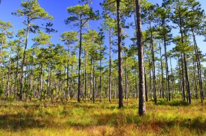 Longleaf Pine